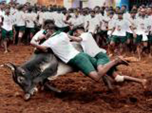 Jallikattu